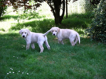 Labrador Retriever Hunde Foto 28738 in höherer Auflösung ansehen Labrador Retriever Rocko+Balou, knapp 9 Wo. Labrador-Retriever-Hovawart-Mischling