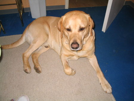 Labrador Retriever Hunde Foto 34707 in höherer Auflösung ansehen Labrador Retriever Olwin
