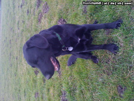 Labrador Retriever ber kleine balu