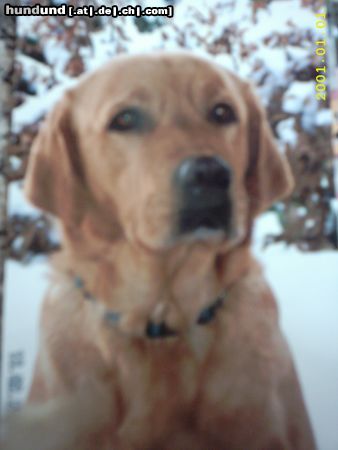 Labrador Retriever Hunde Foto 23901 in höherer Auflösung ansehen Labrador Retriever Das ist Buffy mein Labrador Retriever