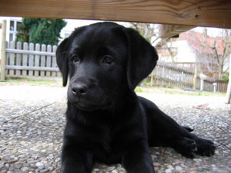 Labrador Retriever Hunde Foto 41788 in höherer Auflösung ansehen Labrador Retriever Unsere Caro mit 10 Wochen