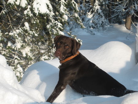 Labrador Retriever Hunde Foto 28570 in höherer Auflösung ansehen Labrador Retriever Aron der Schneekönig