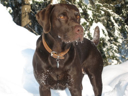 Labrador Retriever Hunde Foto 28569 in höherer Auflösung ansehen Labrador Retriever toller schnee