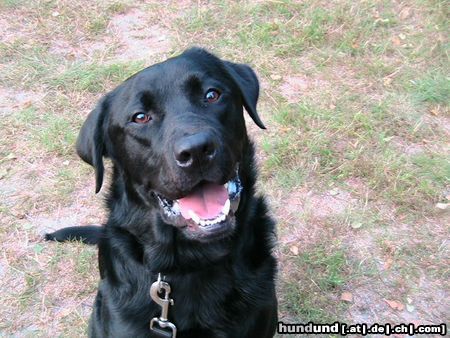 Labrador Retriever