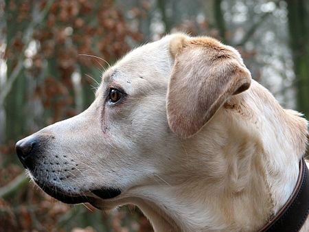 Labrador Retriever Hunde Foto 28933 in höherer Auflösung ansehen Labrador Retriever Franjo portrait