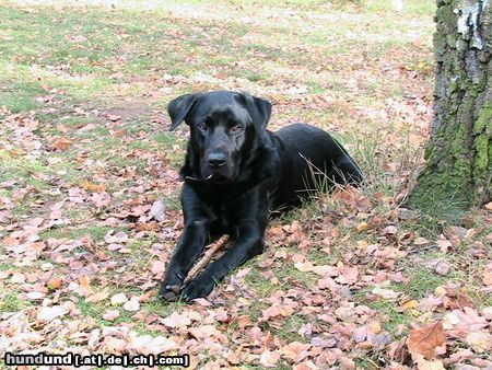 Labrador Retriever Hunde Foto 16087 in höherer Auflösung ansehen Labrador Retriever Herbstimpressionen