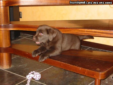 Labrador Retriever Hunde Foto 15808 in höherer Auflösung ansehen Labrador Retriever Indi und mein Tieger