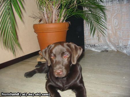 Labrador Retriever Hunde Foto 15778 in höherer Auflösung ansehen Labrador Retriever Und das ist Indi mit 6 Monaten