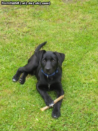 Labrador Retriever Hunde Foto 24934 in höherer Auflösung ansehen Labrador Retriever Labrador-Border Collie Mix Ronny beim Stöckchen kauen