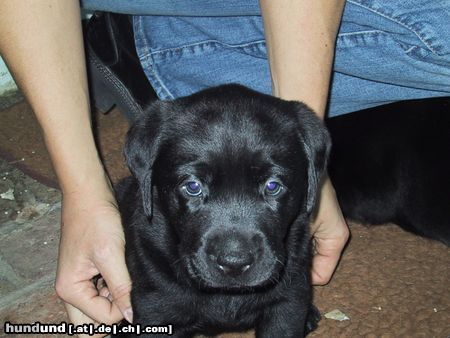 Labrador Retriever Hunde Foto 10814 Labrador Retriever Hier bin ich schon 6 Wochen und sooo lieb (SAM)