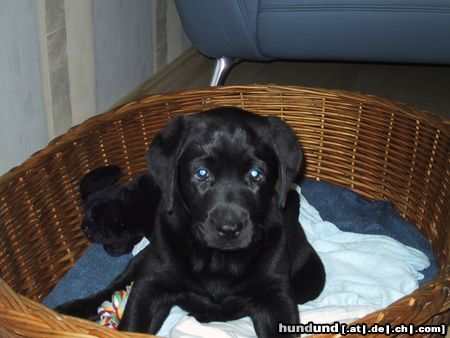 Labrador Retriever Hunde Foto 10813 Labrador Retriever Hier bin ich schon 9 Wochen (SAM)