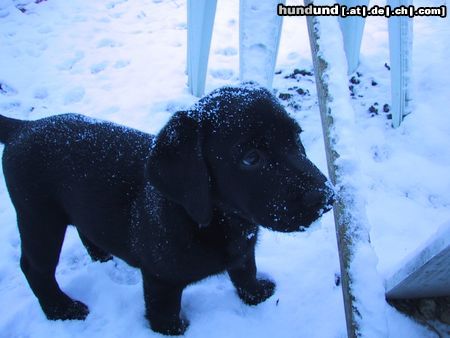 Labrador Retriever Hunde Foto 10815 Labrador Retriever Mein erster Schnee!! Das war schön(SAM)