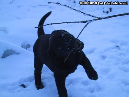 Labrador Retriever Hunde Foto 10816 Labrador Retriever Ich will immer nur spielen!!! (SAM)