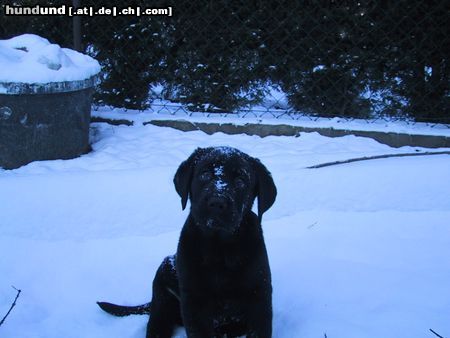 Labrador Retriever Hunde Foto 10817 Labrador Retriever Ich kann auch ganz lieb sein!!! (SAM)