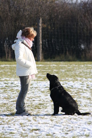 Labrador Retriever Hunde Foto 33112 in höherer Auflösung ansehen Labrador Retriever Jacky mein treuer begleiter