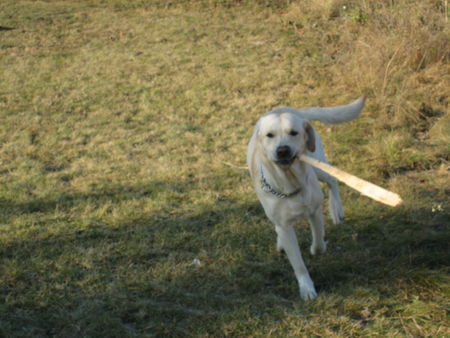 Labrador Retriever Hunde Foto 28629 in höherer Auflösung ansehen Labrador Retriever Amos... und sein