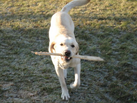 Labrador Retriever Hunde Foto 28627 in höherer Auflösung ansehen Labrador Retriever Amos bei seiner Lieblingbeschäftigung