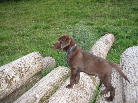 Labrador Retriever Hunde Foto 39226 in höherer Auflösung ansehen Labrador Retriever Ben von der Waldsiedlung - 11 Wochen