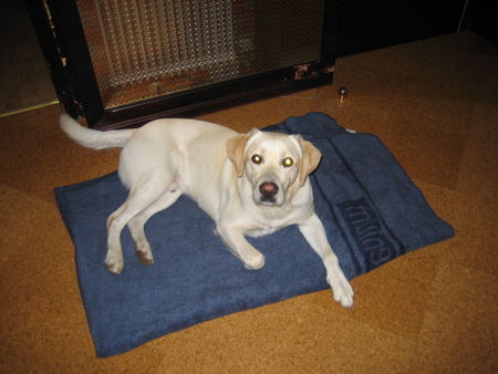 Labrador Retriever Hunde Foto 28628 in höherer Auflösung ansehen Labrador Retriever Amos...