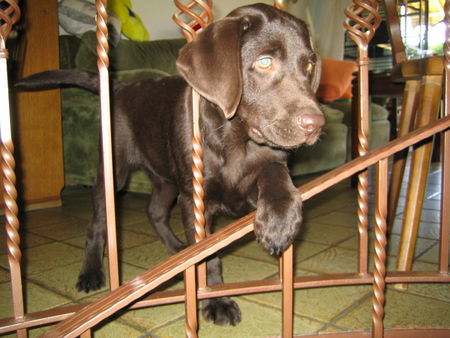 Labrador Retriever Hunde Foto 34959 in höherer Auflösung ansehen Labrador Retriever the most beautiful dog