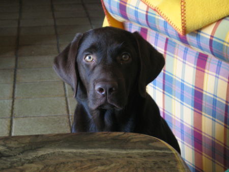 Labrador Retriever Hunde Foto 34958 in höherer Auflösung ansehen Labrador Retriever no one´s better