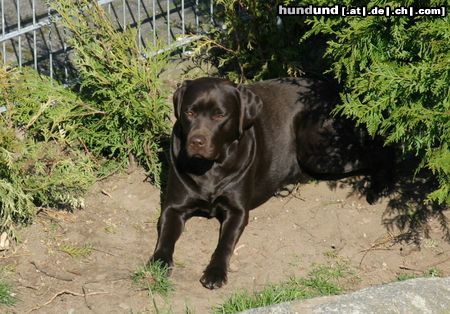 Labrador Retriever Aska-Angie vom Wasserwerk