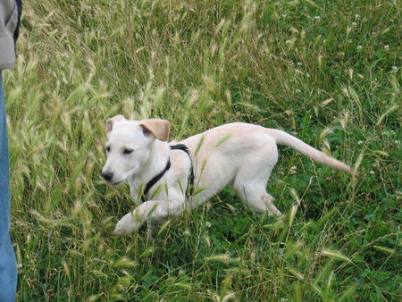 Labrador Retriever Hunde Foto 40076 in höherer Auflösung ansehen Labrador Retriever ausflug an der ruhr (2)