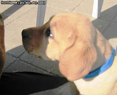 Labrador Retriever Hunde Foto 20344 in höherer Auflösung ansehen Labrador Retriever Sei wieder lieb mit mir