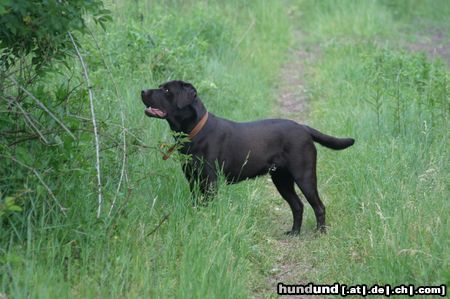 Labrador Retriever Angie 19 Monate
