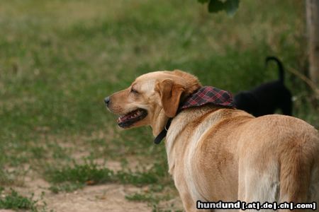Labrador Retriever Hunde Foto 23717 in höherer Auflösung ansehen Labrador Retriever Labrador Mischling