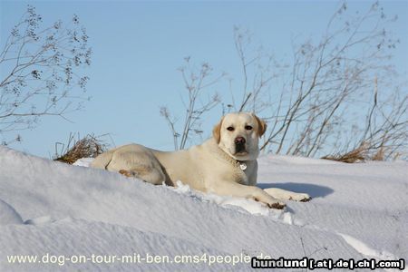 Labrador Retriever Ben