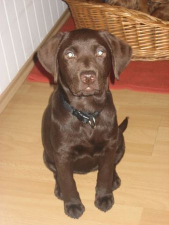 Labrador Retriever Hunde Foto 42832 Labrador Retriever Uma - Frauchens Liebling