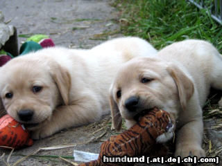 Labrador Retriever Hunde Foto 24828 Labrador Retriever Labrador -Welpen vom Klöpperhof