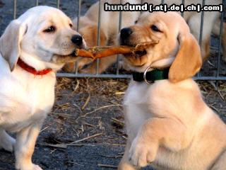 Labrador Retriever Hunde Foto 24824 in höherer Auflösung ansehen Labrador Retriever Labrador -Welpen vom Klöpperhof