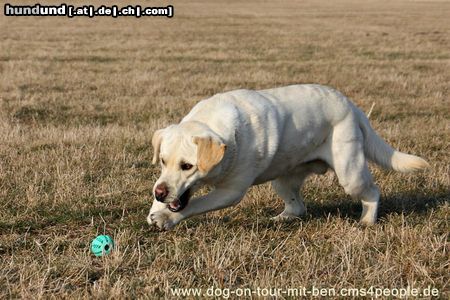 Labrador Retriever