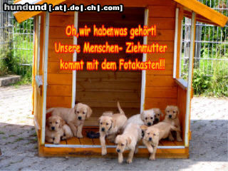Labrador Retriever Hunde Foto 24827 in höherer Auflösung ansehen Labrador Retriever Labrador -Welpen vom Klöpperhof