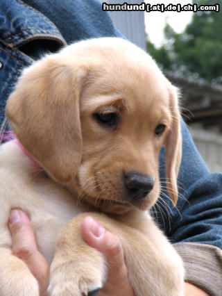 Labrador Retriever Hunde Foto 24826 in höherer Auflösung ansehen Labrador Retriever Labrador -Welpen vom Klöpperhof