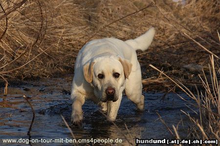 Labrador Retriever Ben - die Badesaisson 2010 ist eröffnet!