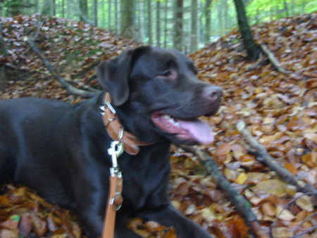 Labrador Retriever Hunde Foto 30759 in höherer Auflösung ansehen Labrador Retriever Indi im Wald (is ein bissl unscharf)