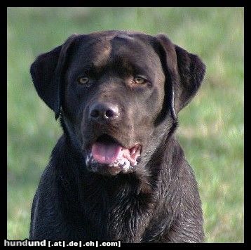 Labrador Retriever Hunde Foto 21671 in höherer Auflösung ansehen Labrador Retriever Schokoschnute Angie nach dem Schwimmen