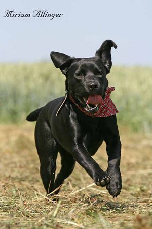 Labrador Retriever Hunde Foto 42694 in höherer Auflösung ansehen Labrador Retriever Luna - aus der Zucht