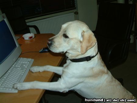 Labrador Retriever IT.Spezialist 