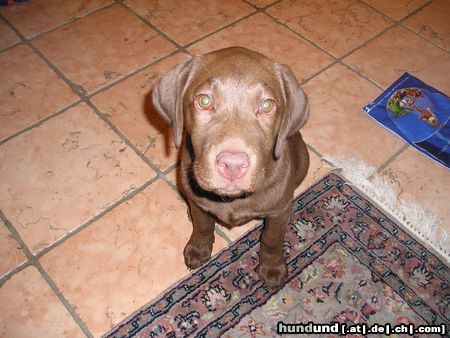Labrador Retriever Hunde Foto 15433 Labrador Retriever Wuufffffffffff.................