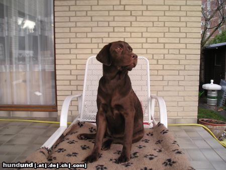 Labrador Retriever Delia 