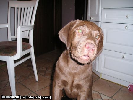 Labrador Retriever Hunde Foto 15416 Labrador Retriever Ich bin´s Delia