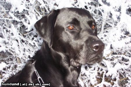 Labrador Retriever Hunde Foto 17009 Labrador Retriever Schwarz u. Weiß