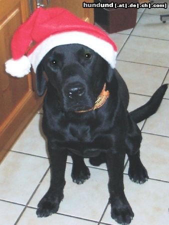 Labrador Retriever Hunde Foto 16974 Labrador Retriever Ilex Nikolaus