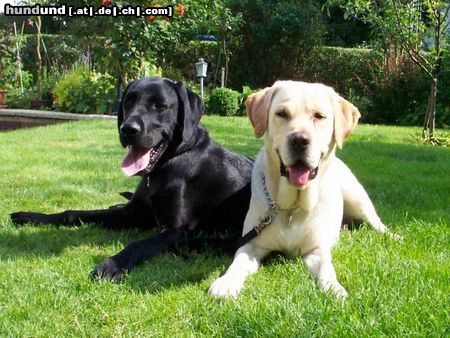 Labrador Retriever Hunde Foto 16937 Labrador Retriever