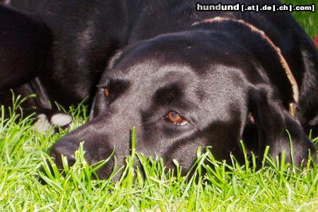 Labrador Retriever Hunde Foto 16936 in höherer Auflösung ansehen Labrador Retriever
