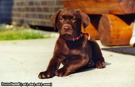 Labrador Retriever Hunde Foto 7565 Labrador Retriever Sailem aus Kassel